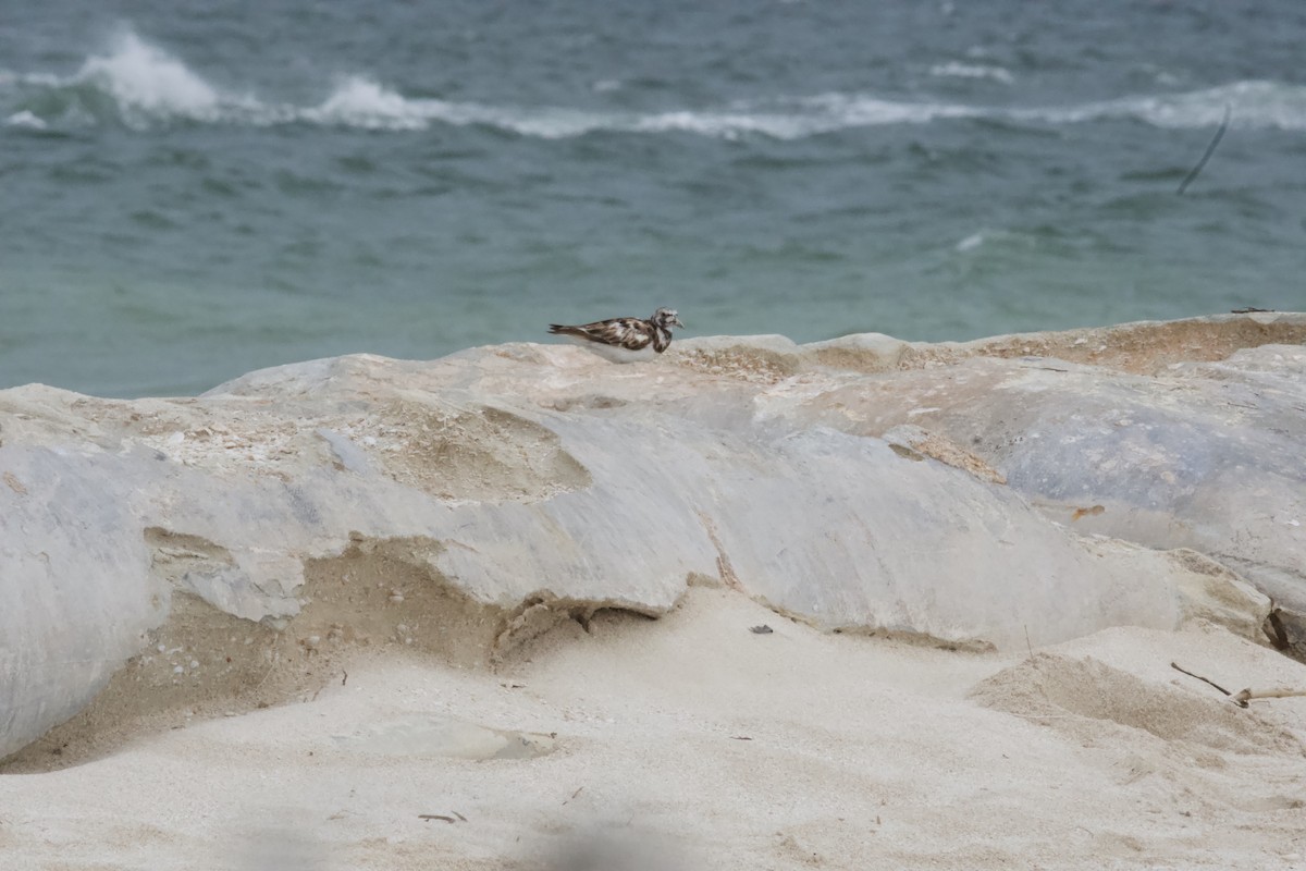 Ruddy Turnstone - ML620618078