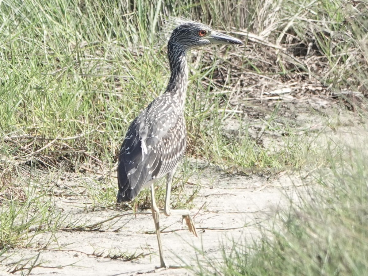 Yellow-crowned Night Heron - ML620618079