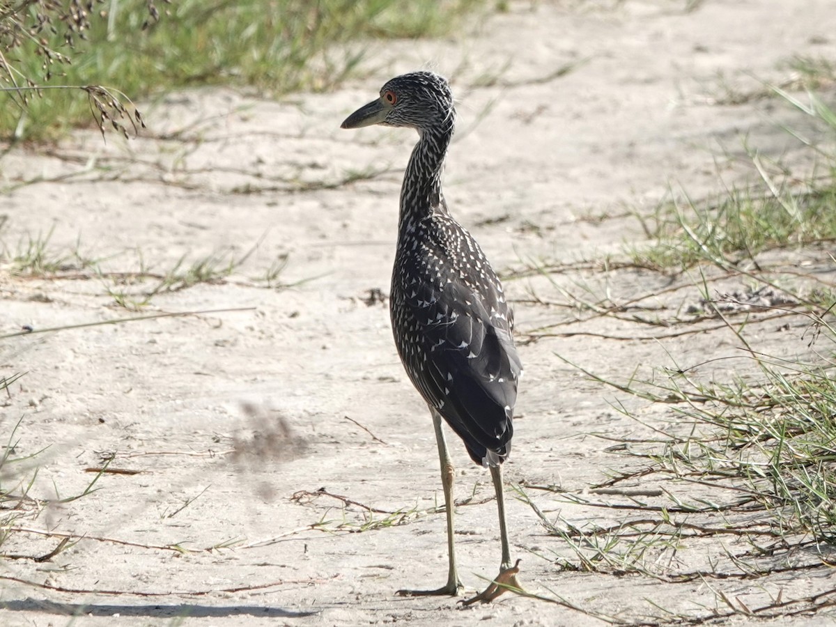 Yellow-crowned Night Heron - ML620618080