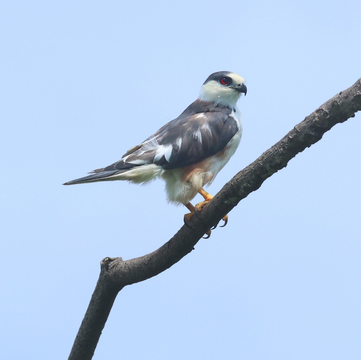 Pearl Kite - ML620618081