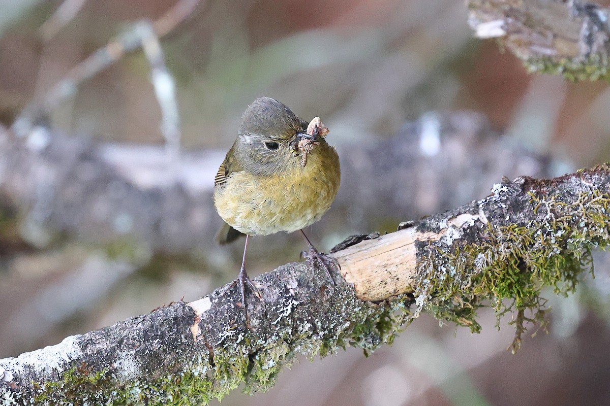 Taiwan Bush Warbler - ML620618082