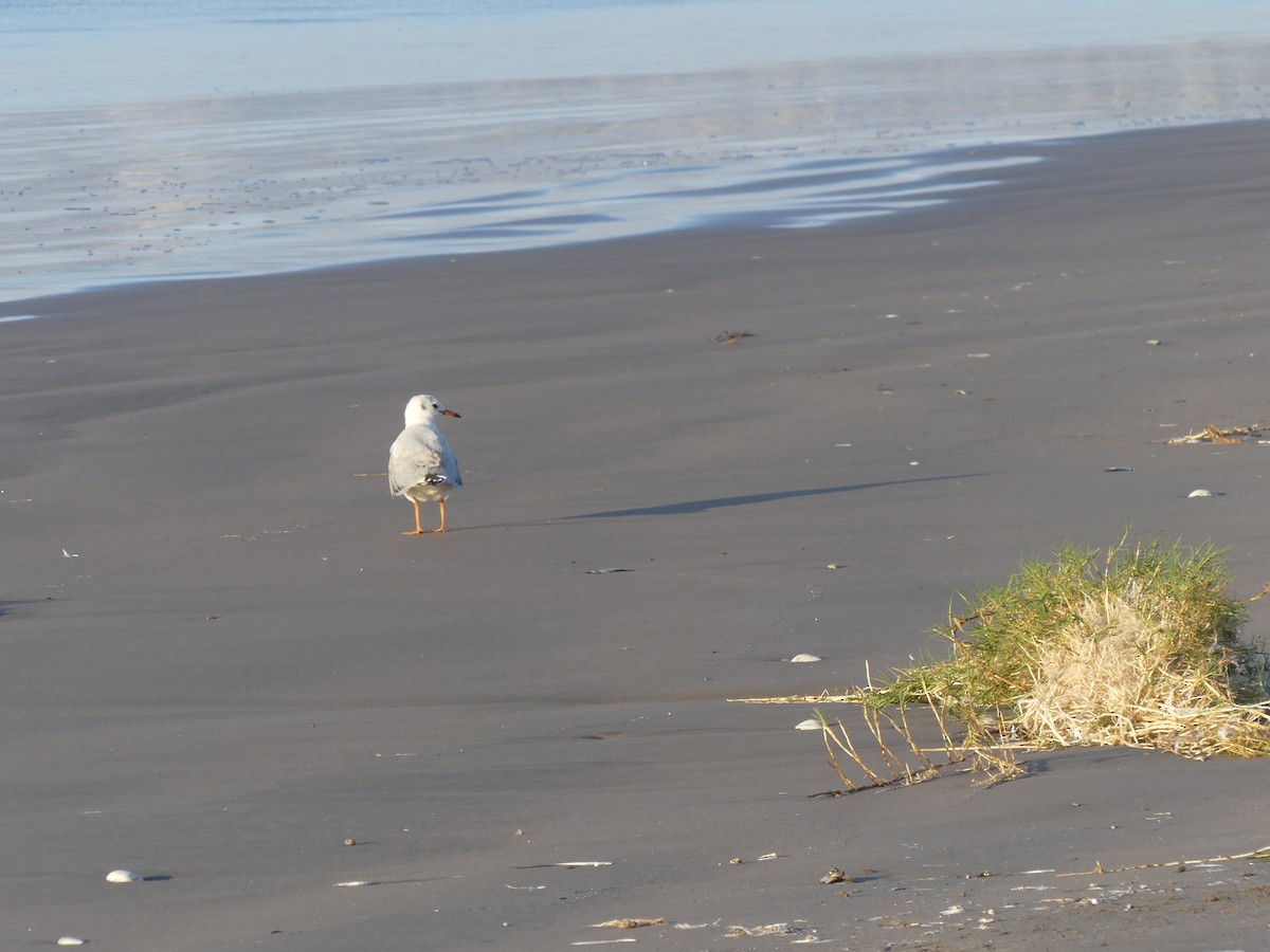 Brown-hooded Gull - ML620618085