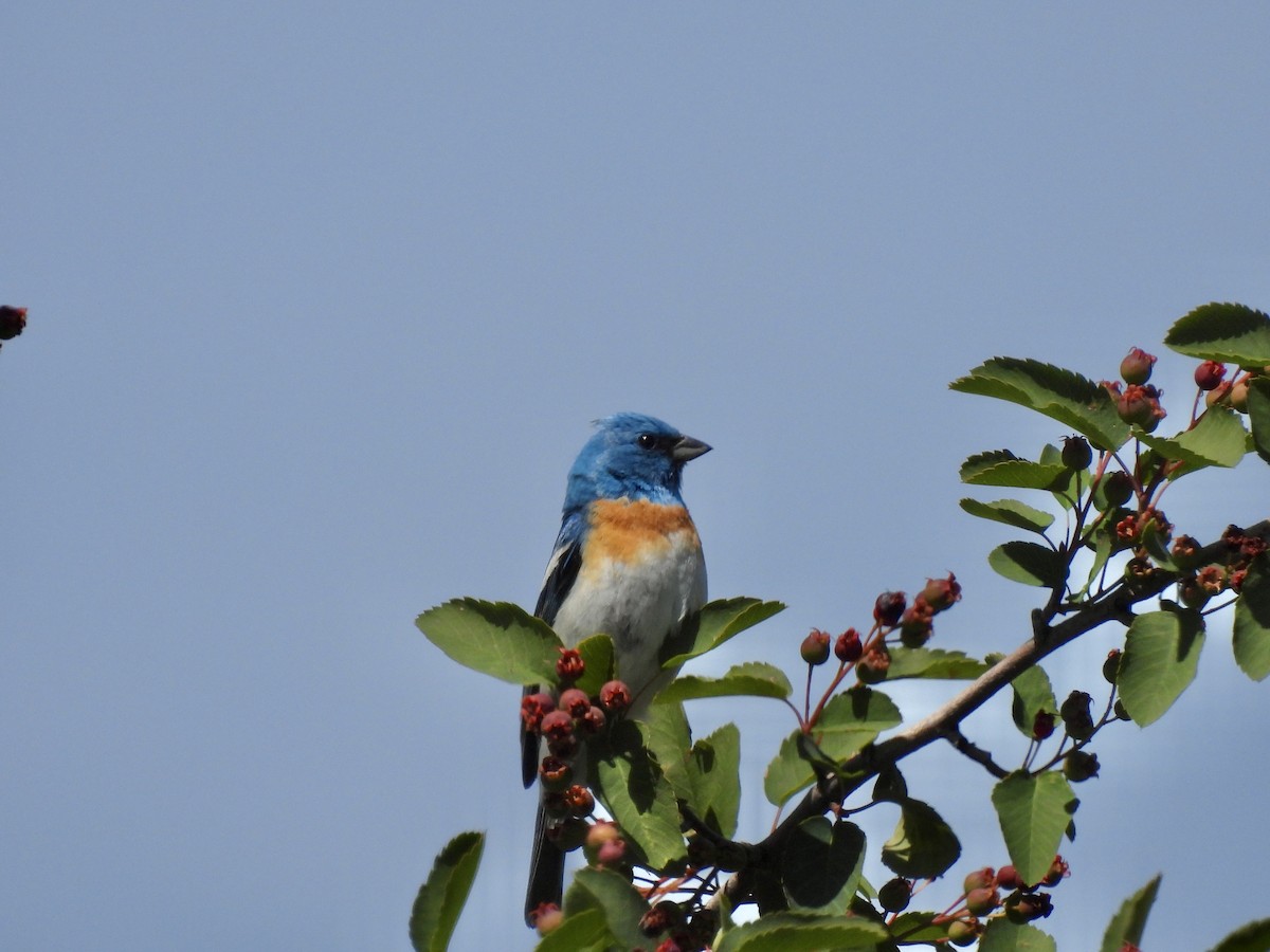 Lazuli Bunting - Paul Graham