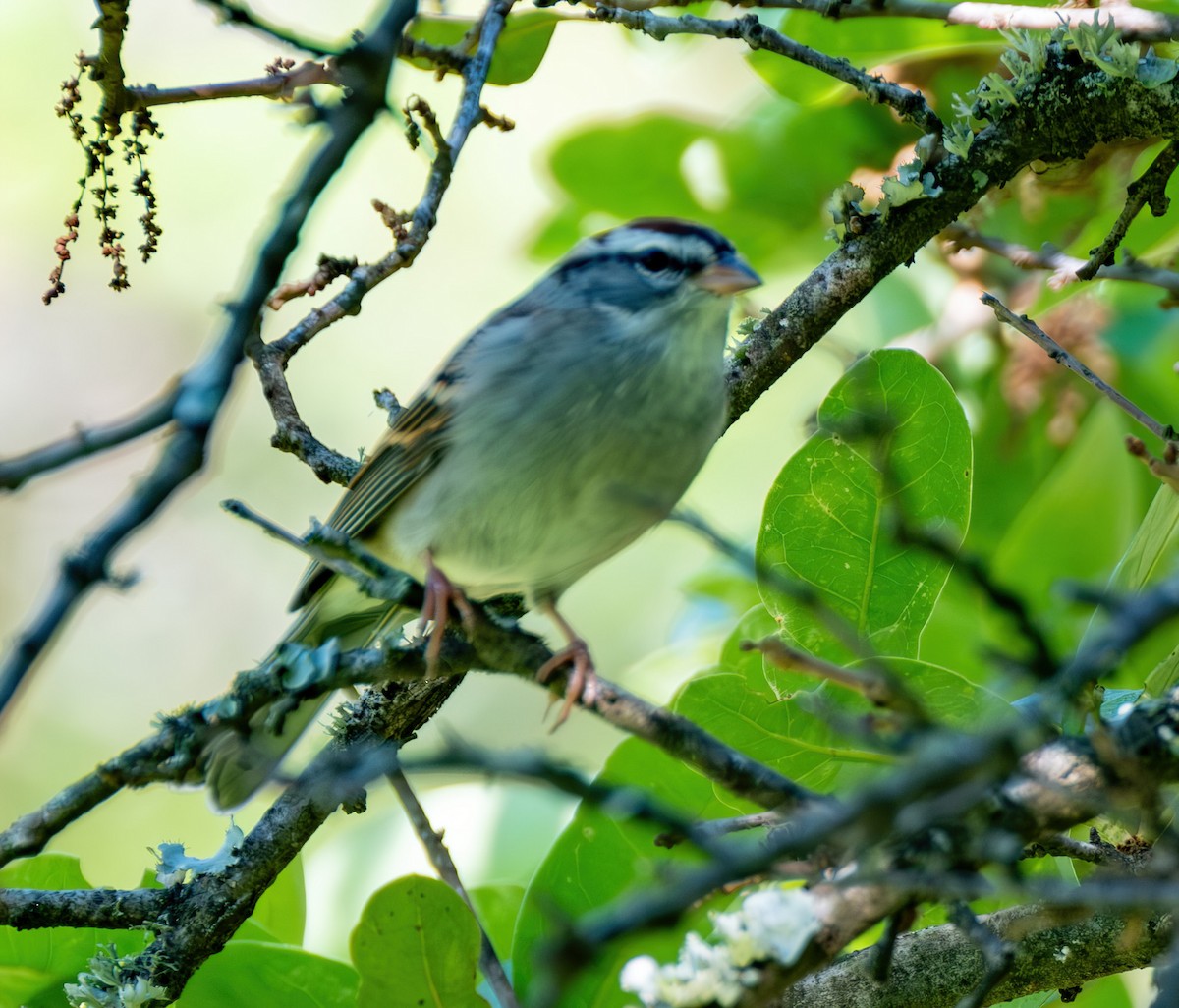 Chipping Sparrow - ML620618089