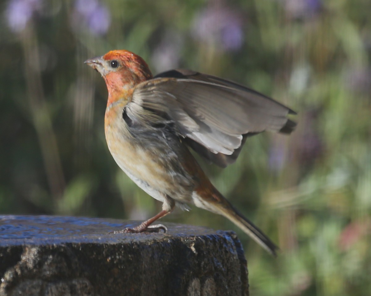 Purple Finch - ML620618091