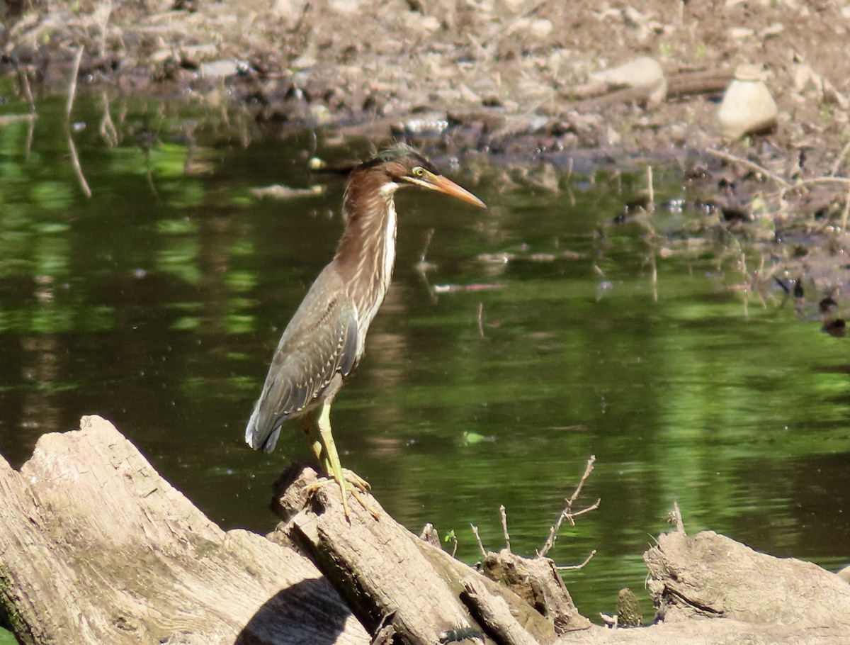 Green Heron - ML620618093