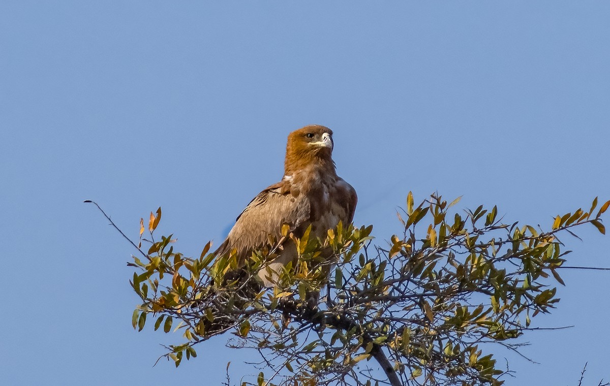 Tawny Eagle - ML620618094