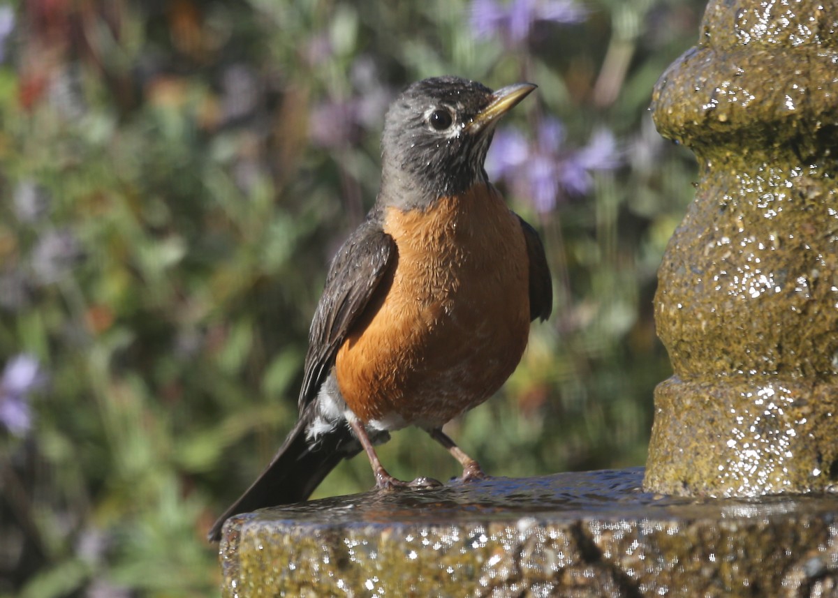 American Robin - ML620618095