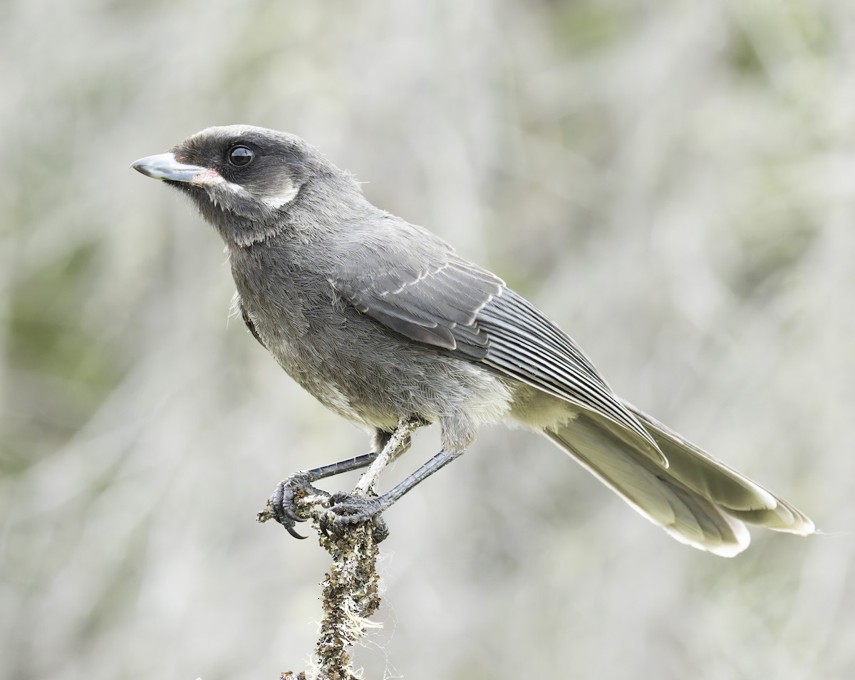 Canada Jay - ML620618097