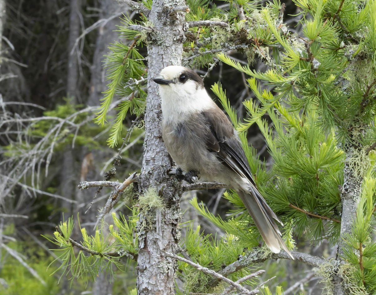 Canada Jay - ML620618098