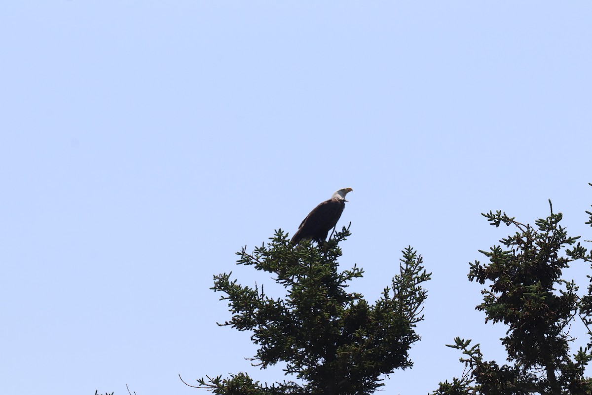 Bald Eagle - ML620618099