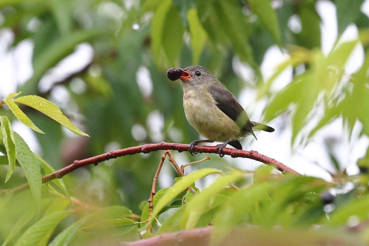 Fire-breasted Flowerpecker (Taiwan) - ML620618102