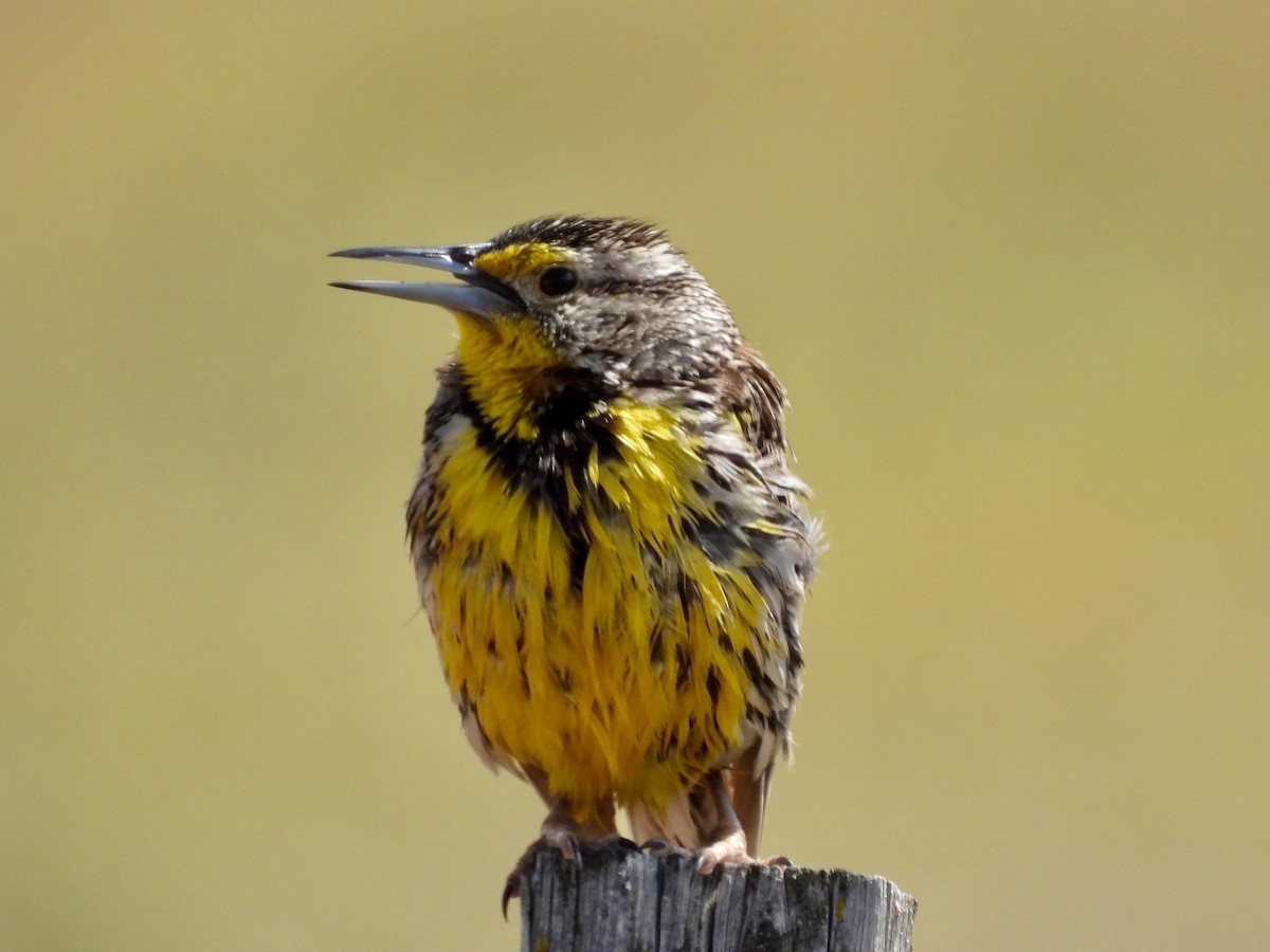 Western Meadowlark - ML620618103