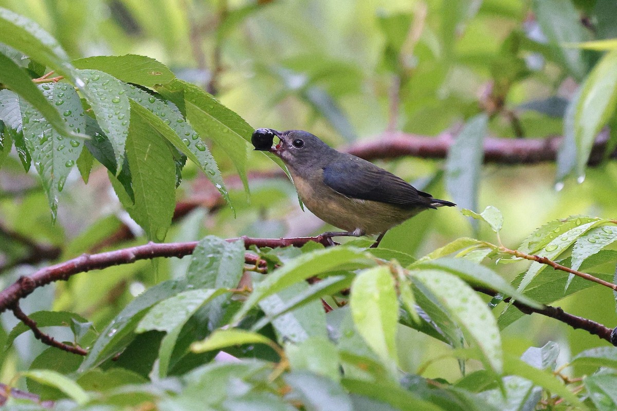 Fire-breasted Flowerpecker (Taiwan) - ML620618104