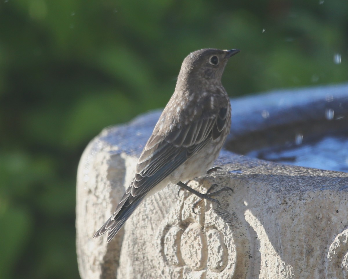 Western Bluebird - ML620618106