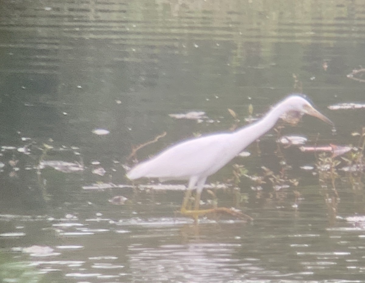 Little Blue Heron - ML620618107