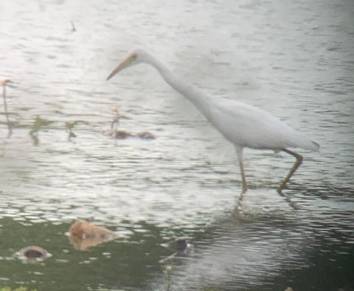 Little Blue Heron - ML620618108