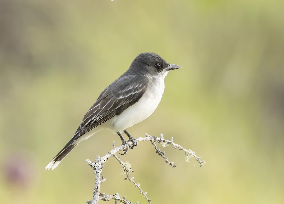 Eastern Kingbird - ML620618109