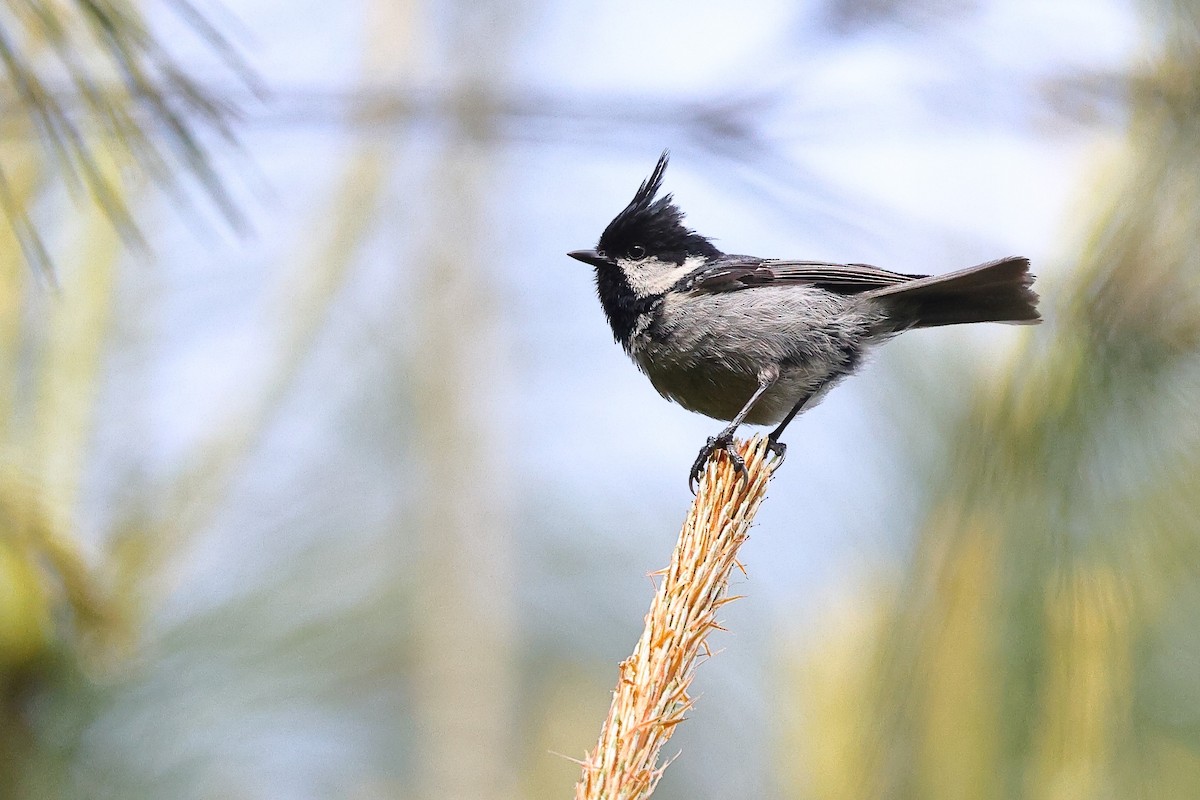 煤山雀(ptilosus/kuatunensis) - ML620618110