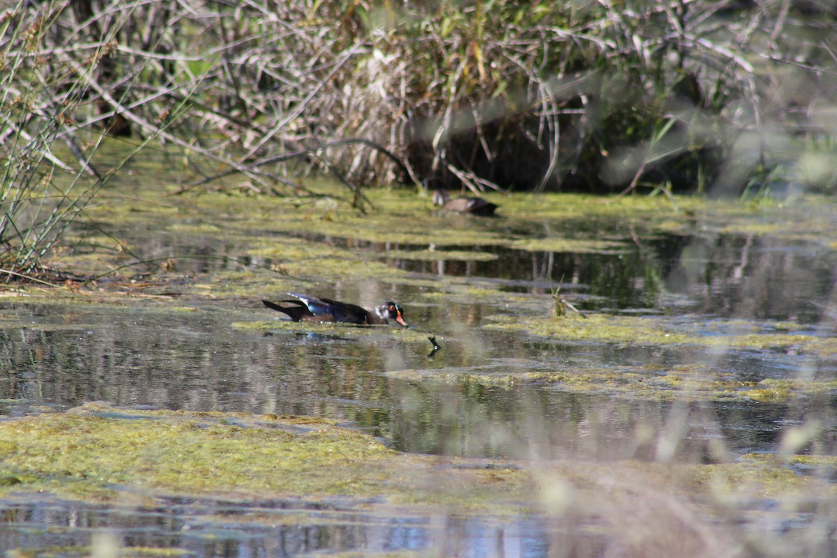 Wood Duck - ML620618111