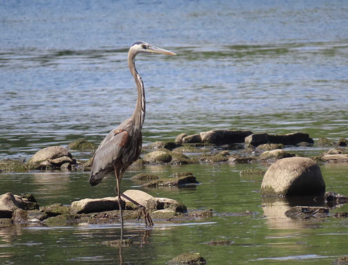 Great Blue Heron - karen pinckard