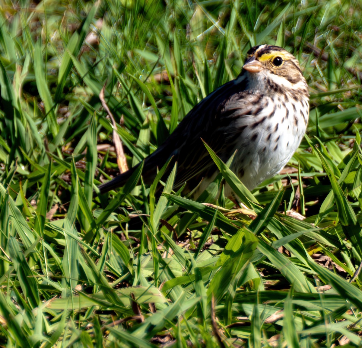 Savannah Sparrow - ML620618119