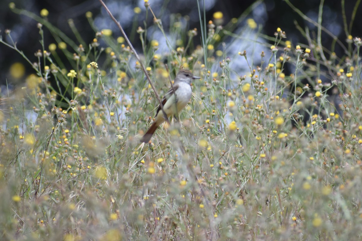 Ash-throated Flycatcher - ML620618120