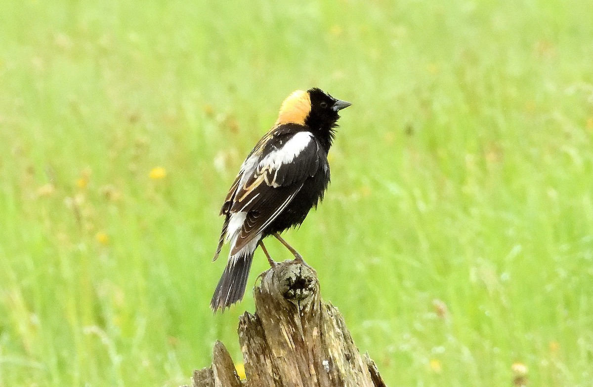 bobolink americký - ML620618125