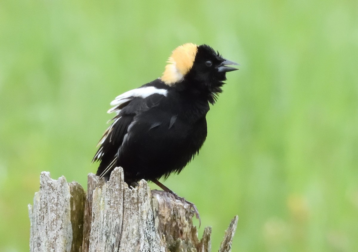 bobolink americký - ML620618128