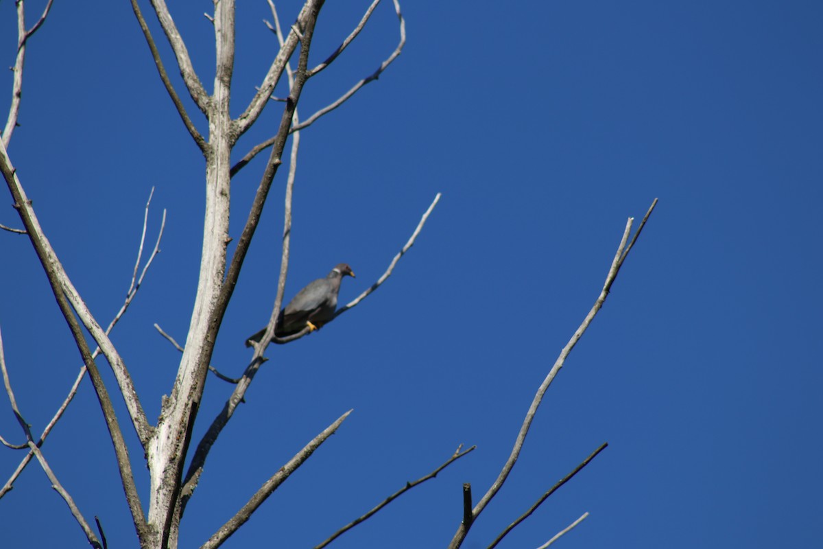 Band-tailed Pigeon - ML620618129