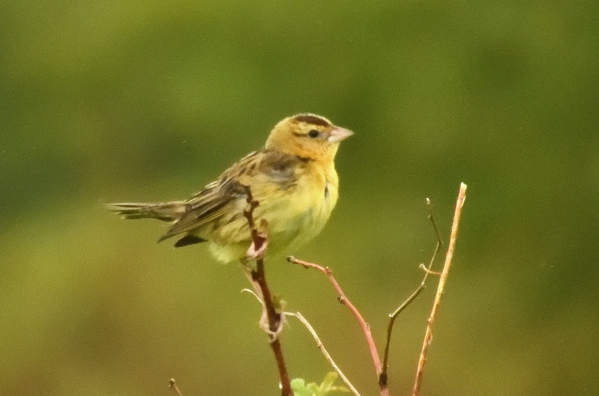 bobolink americký - ML620618130