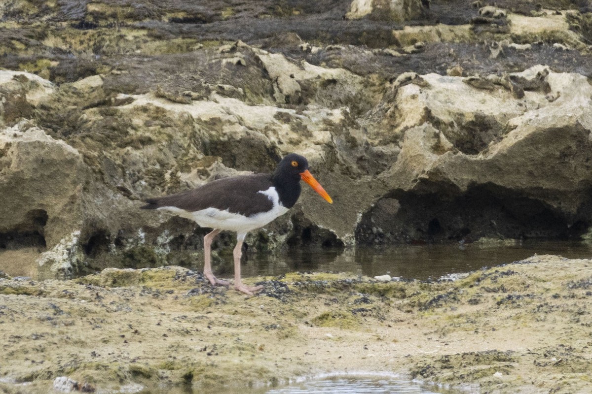 American Oystercatcher - ML620618131