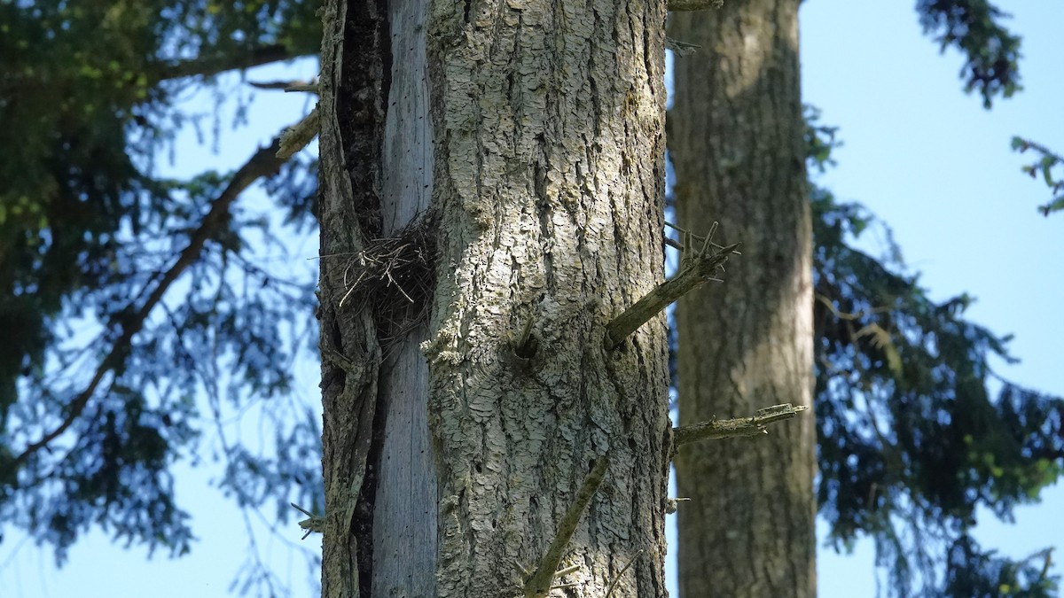 House Wren - Steve Hampton