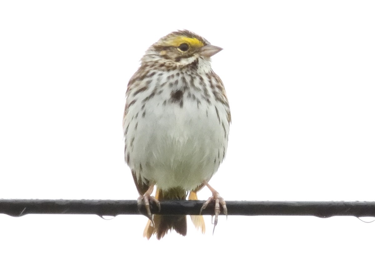 Savannah Sparrow - ML620618134