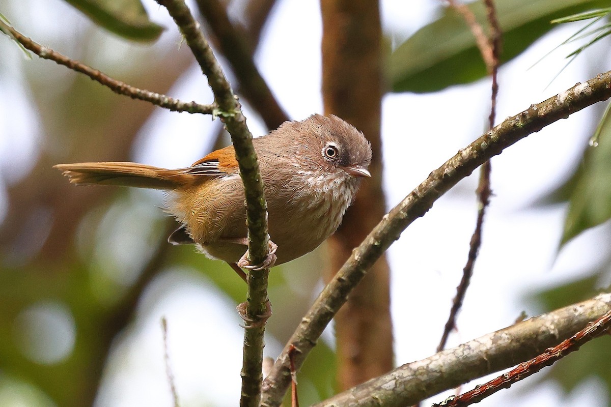 Taiwan Fulvetta - ML620618139