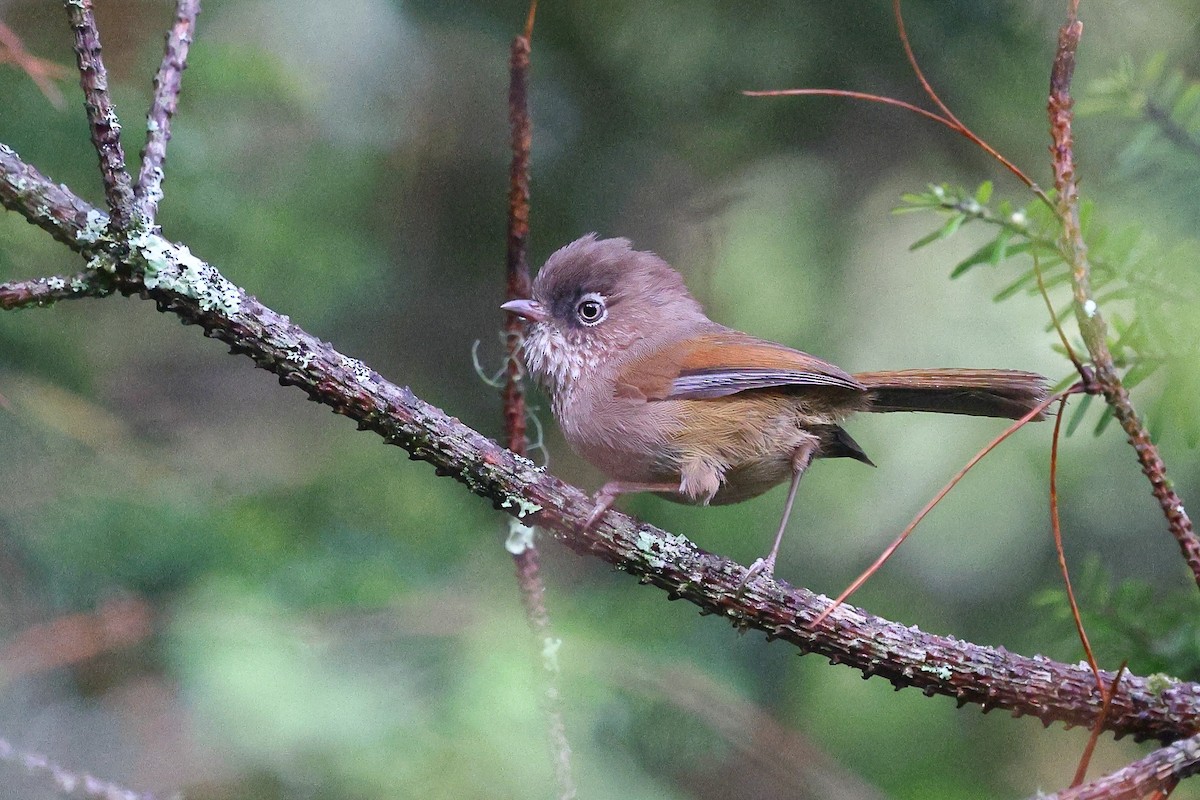 Taiwan Fulvetta - ML620618140