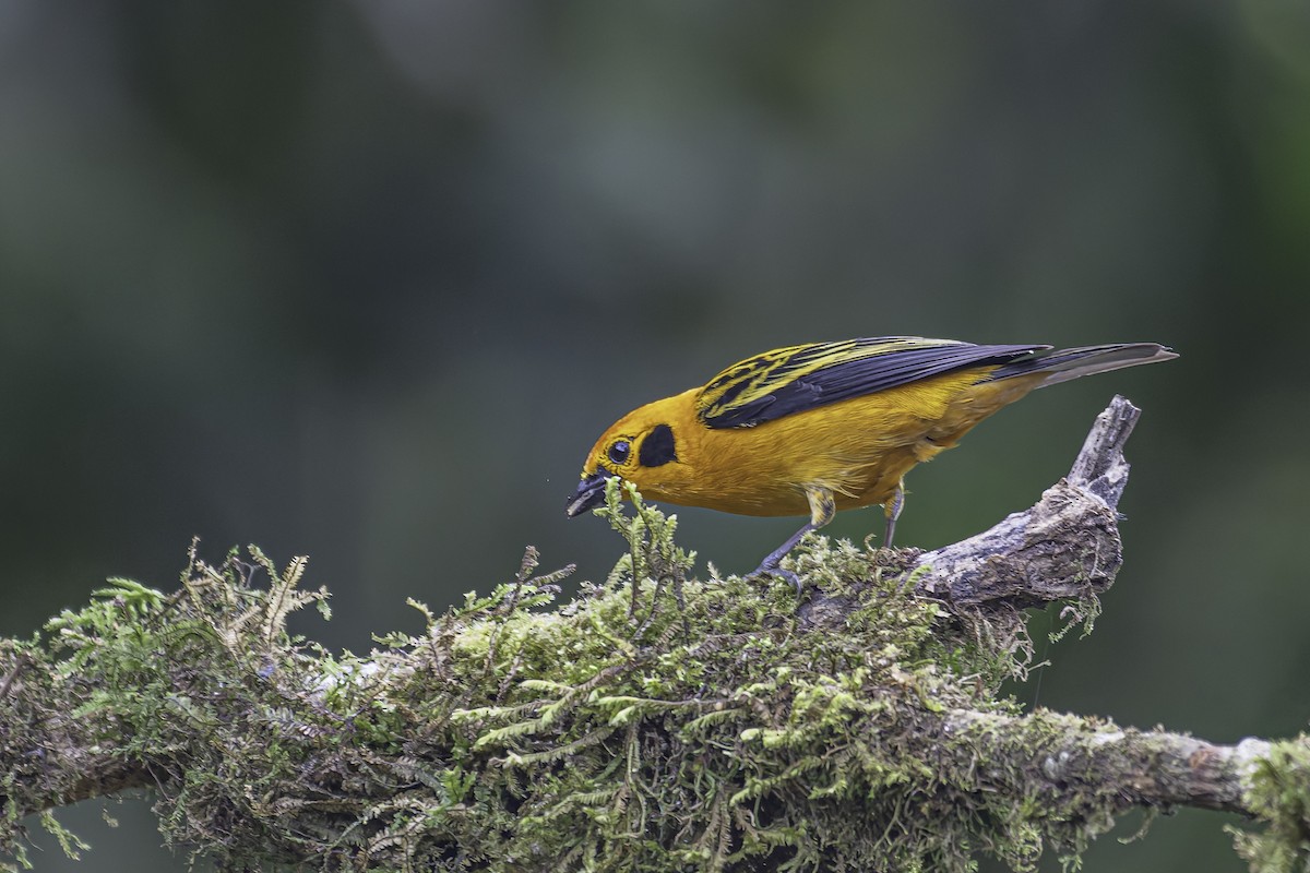 Golden Tanager - ML620618145