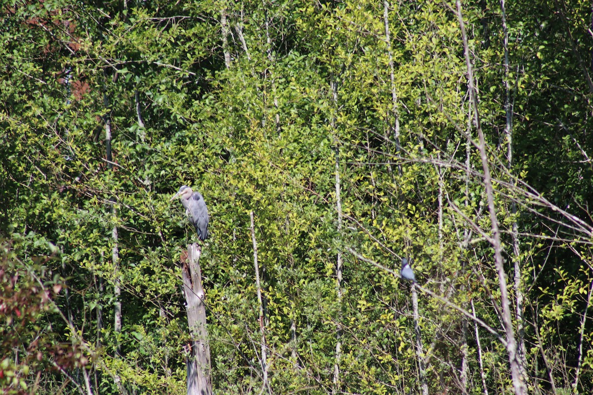 Great Blue Heron - ML620618148