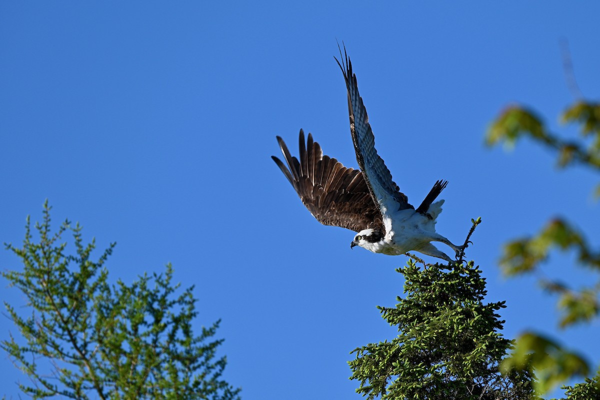 Osprey - ML620618153