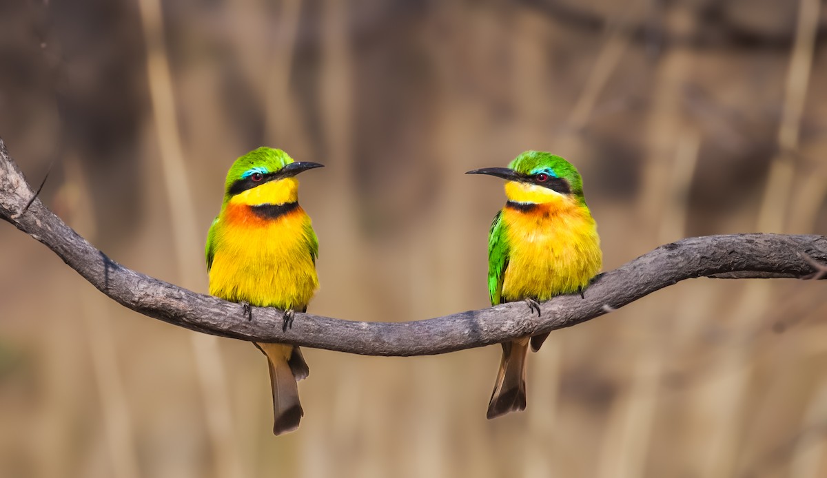 Little Bee-eater - ML620618158