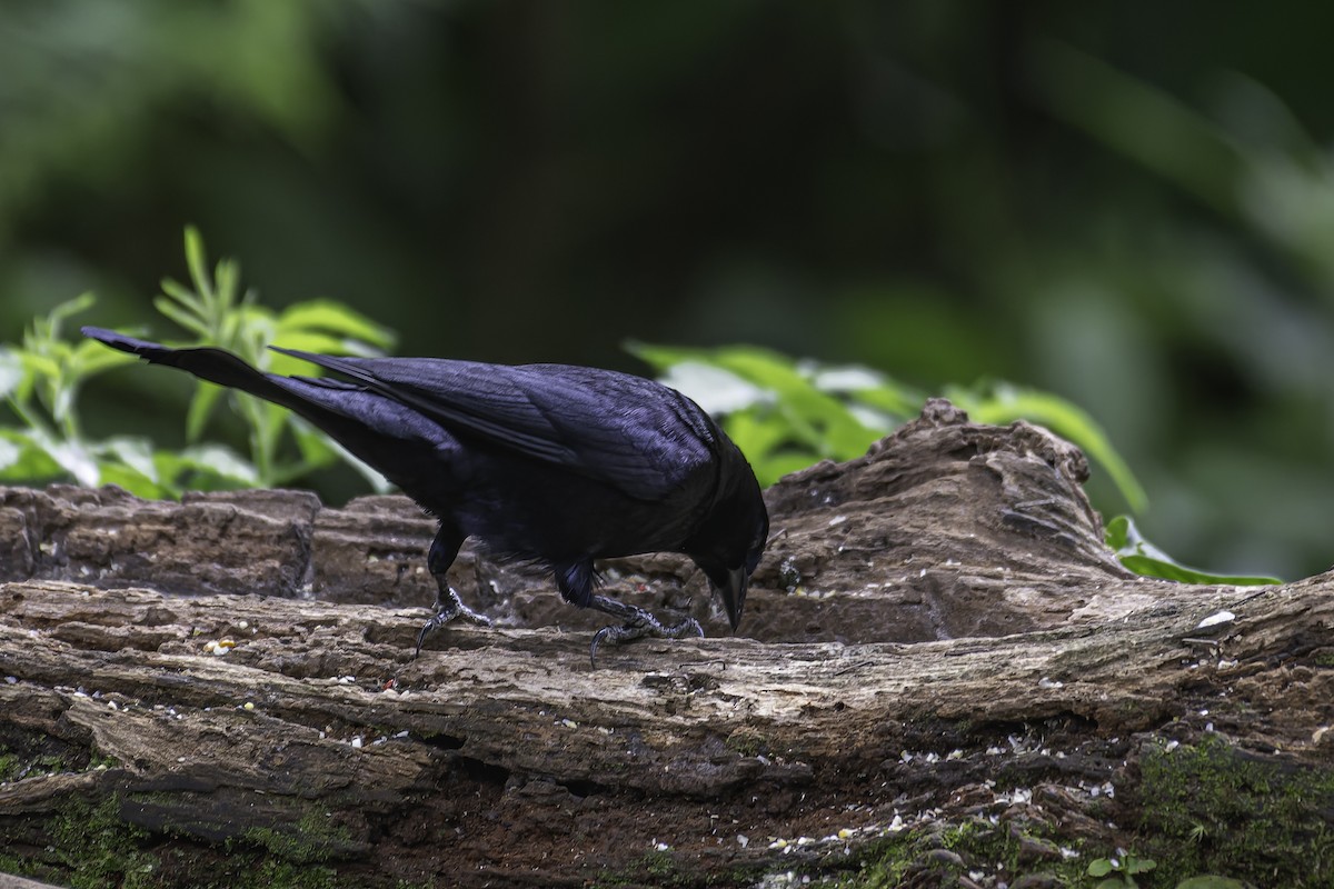 White-lined Tanager - ML620618159