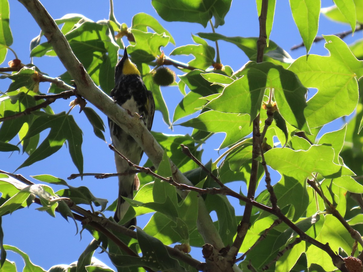 Yellow-rumped Warbler - ML620618160