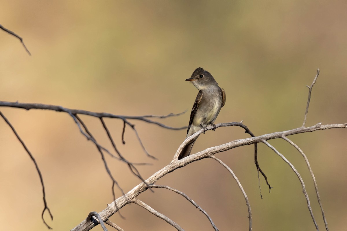 Western Wood-Pewee - ML620618161