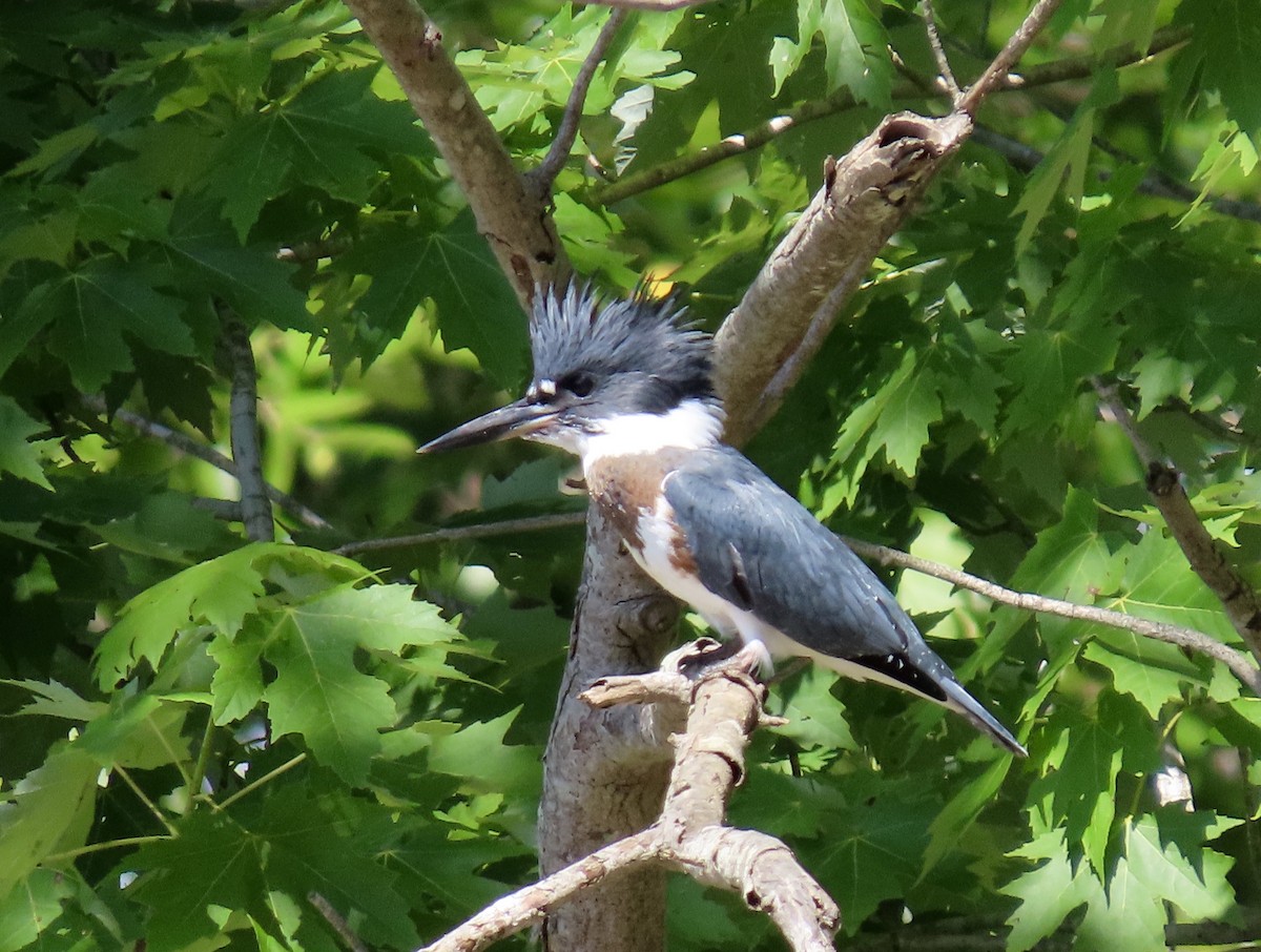 Belted Kingfisher - karen pinckard