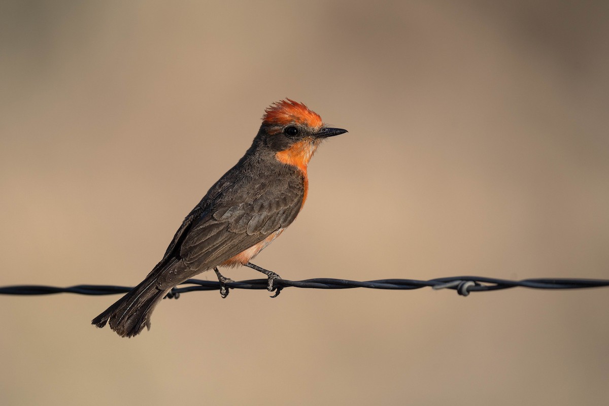 Vermilion Flycatcher - ML620618167