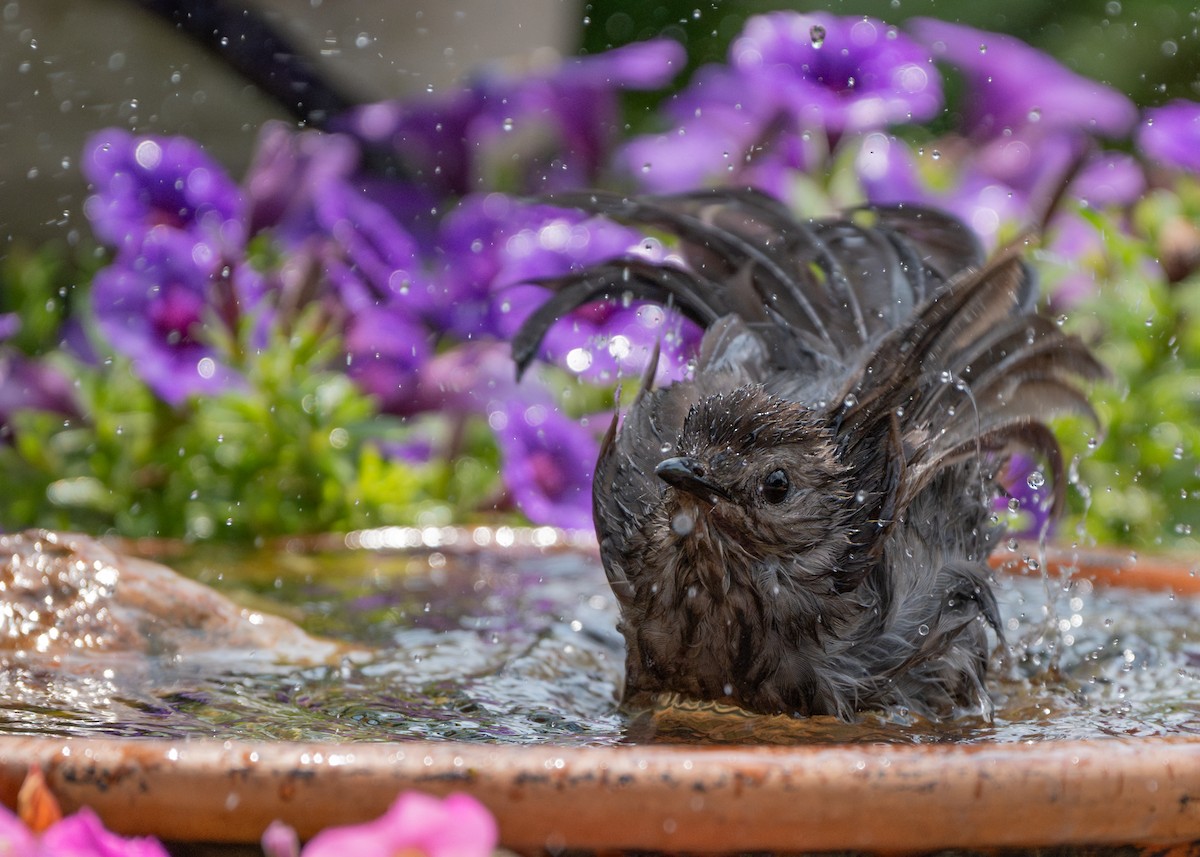 Gray Catbird - ML620618170