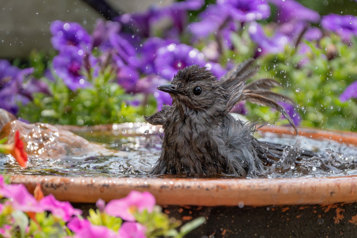 Gray Catbird - ML620618171