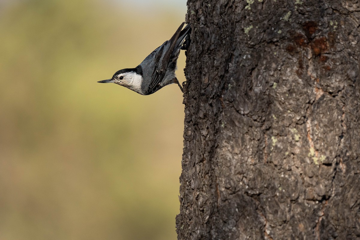 White-breasted Nuthatch - ML620618172