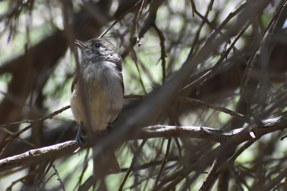 Oak Titmouse - ML620618173