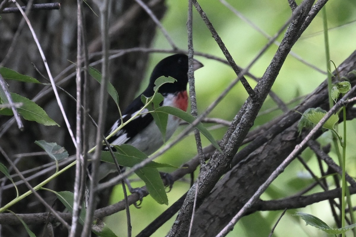 Rose-breasted Grosbeak - ML620618176